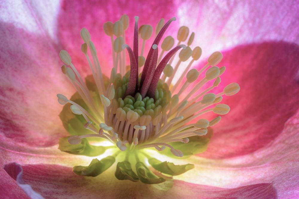 Washington State-Seabeck Hellebore blossom close-up  art print by Jaynes Gallery for $57.95 CAD